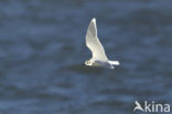 Dwergmeeuw (Larus minutus) 