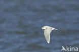 Dwergmeeuw (Larus minutus) 