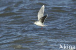 Dwergmeeuw (Larus minutus) 