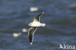 Dwergmeeuw (Larus minutus) 