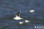 Dwergmeeuw (Larus minutus) 