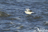 Dwergmeeuw (Larus minutus) 