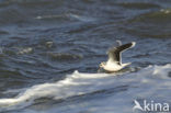 Dwergmeeuw (Larus minutus) 