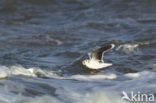 Dwergmeeuw (Larus minutus) 