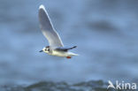 Dwergmeeuw (Larus minutus) 