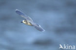 Dwergmeeuw (Larus minutus) 