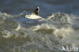 Dwergmeeuw (Larus minutus) 