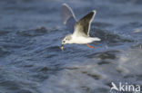 Dwergmeeuw (Larus minutus) 