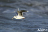 Dwergmeeuw (Larus minutus) 