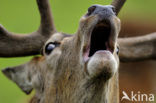 Red Deer (Cervus elaphus)