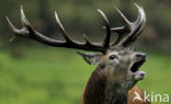 Red Deer (Cervus elaphus)