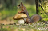 Red Squirrel (Sciurus vulgaris)