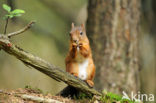 Eekhoorn (Sciurus vulgaris)