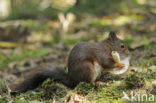 Red Squirrel (Sciurus vulgaris)