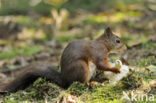 Eekhoorn (Sciurus vulgaris)