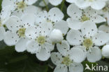 oneseed hawthorn (Crataegus monogyna)