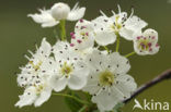 oneseed hawthorn (Crataegus monogyna)