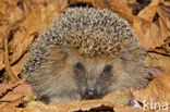 Hedgehog (Erinaceus europaeus)