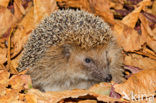 Hedgehog (Erinaceus europaeus)