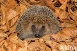 Hedgehog (Erinaceus europaeus)