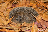 Hedgehog (Erinaceus europaeus)