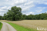 Oak (Quercus)