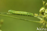 Broom Moth (Ceramica pisi)