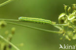 Broom Moth (Ceramica pisi)