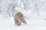 Euraziatische lynx (Lynx lynx) 