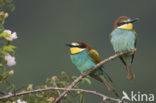 Europese Bijeneter (Merops apiaster)