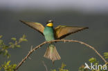 Europese Bijeneter (Merops apiaster)