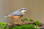 Eurasian Nuthatch (Sitta europaea)