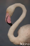 Flamingo (Phoenicopterus ruber)