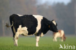 Frisian Holsteiner Koe (Bos domesticus)