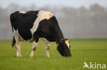 Frisian Holsteiner Koe (Bos domesticus)