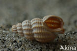 Fuikhoren (Nassarius consociatus)