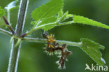 Gehakkelde aurelia (Polygonia c-album)