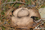 Collared Earthstar (Geastrum triplex)