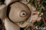 Collared Earthstar (Geastrum triplex)