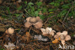 Collared Earthstar (Geastrum triplex)