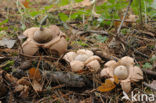 Collared Earthstar (Geastrum triplex)