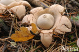 Collared Earthstar (Geastrum triplex)