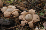 Collared Earthstar (Geastrum triplex)