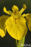 Gele lis (Iris pseudacorus)