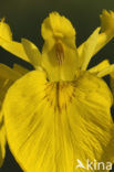 Gele lis (Iris pseudacorus)