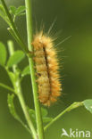 Gele tijger (Spilosoma lutea)