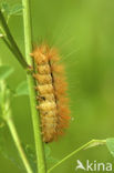 Gele tijger (Spilosoma lutea)