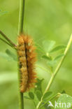 Gele tijger (Spilosoma lutea)