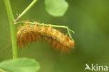 Gele tijger (Spilosoma lutea)