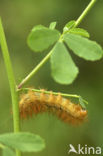 Gele tijger (Spilosoma lutea)